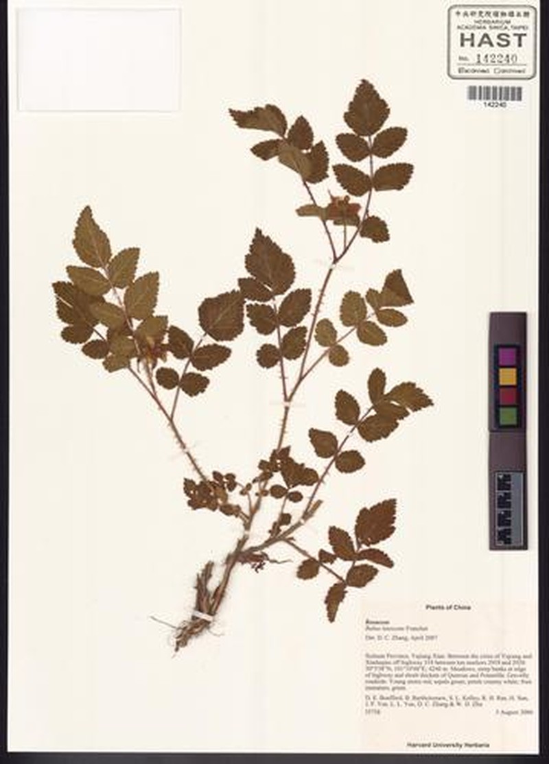 Rubus maershanensis photo 4