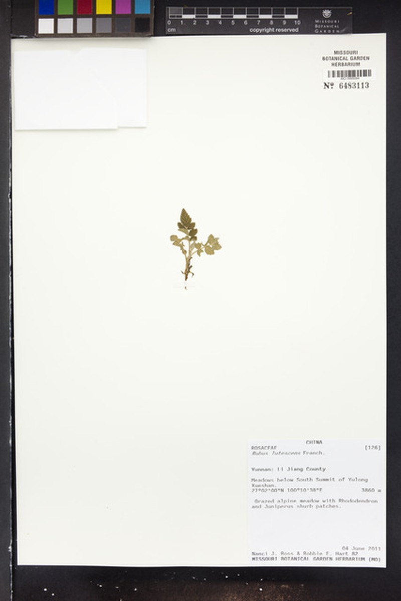 Rubus maershanensis photo 5