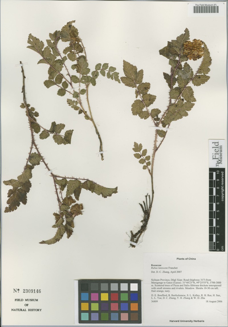 Rubus maershanensis photo 6
