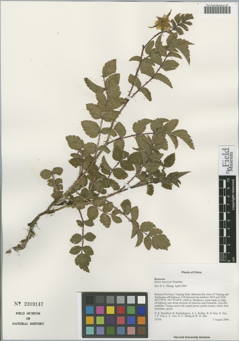 Rubus maershanensis photo 7