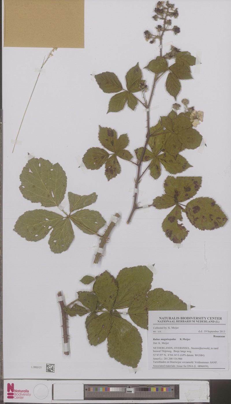 Rubus magnisepalus
