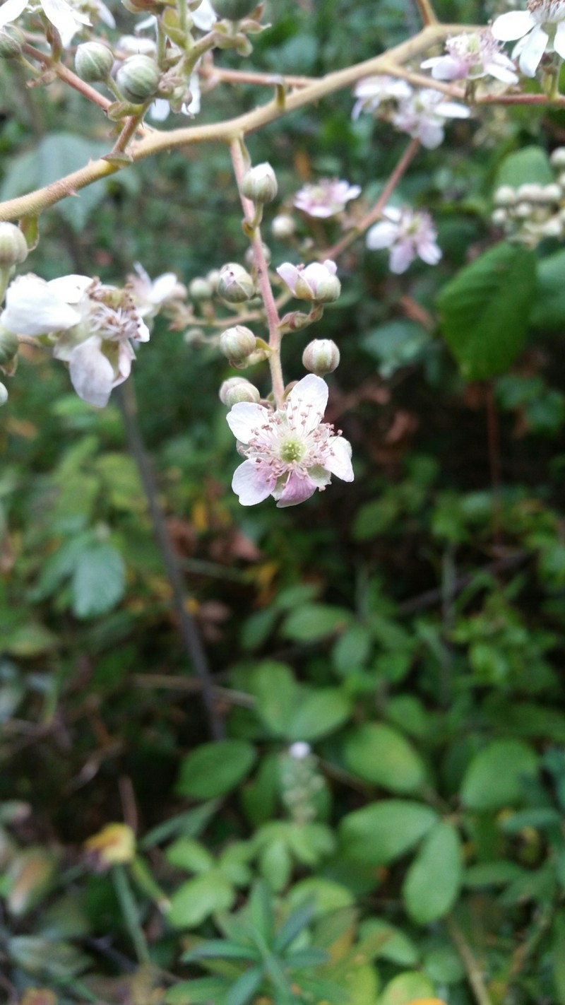 Rubus malagassus