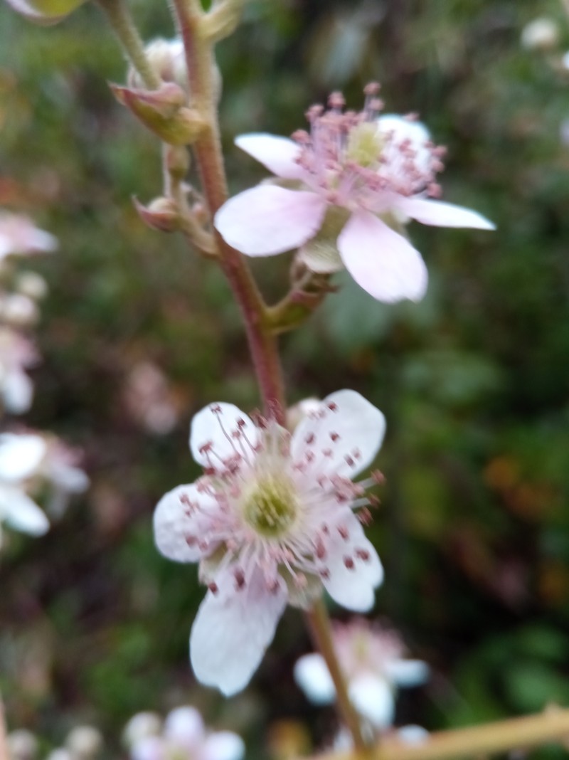 Rubus malagassus photo 2