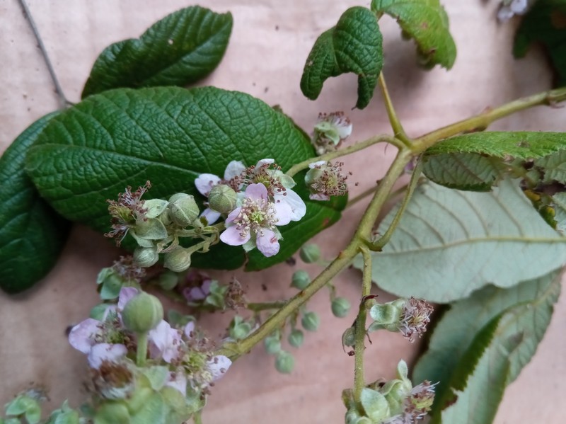 Rubus malagassus photo 3