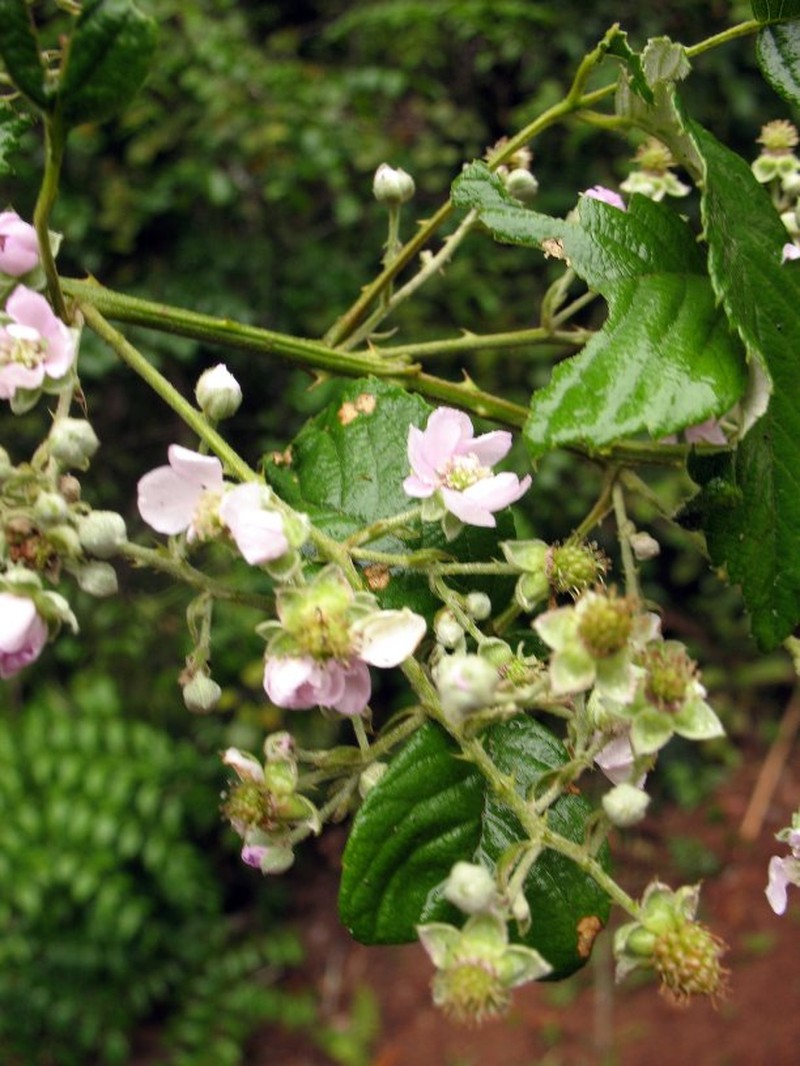 Rubus malagassus photo 5