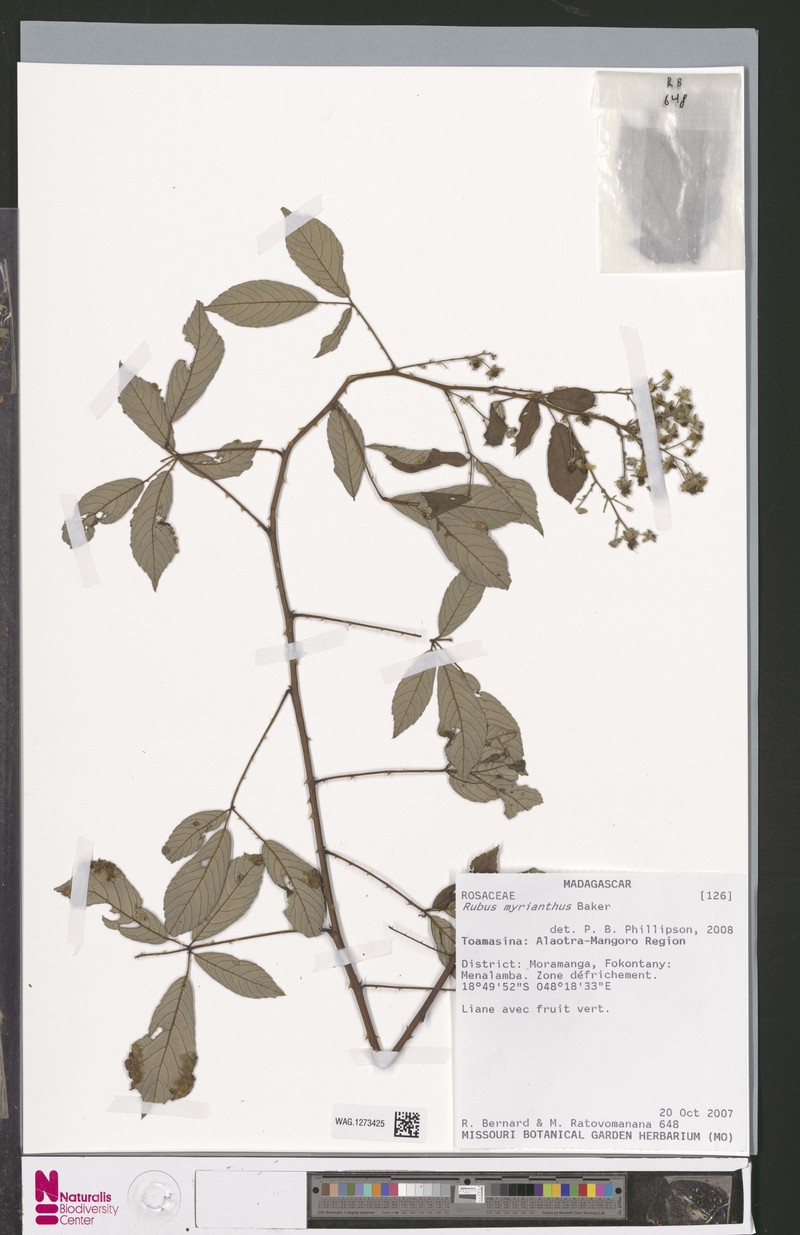 Rubus malagassus photo 6
