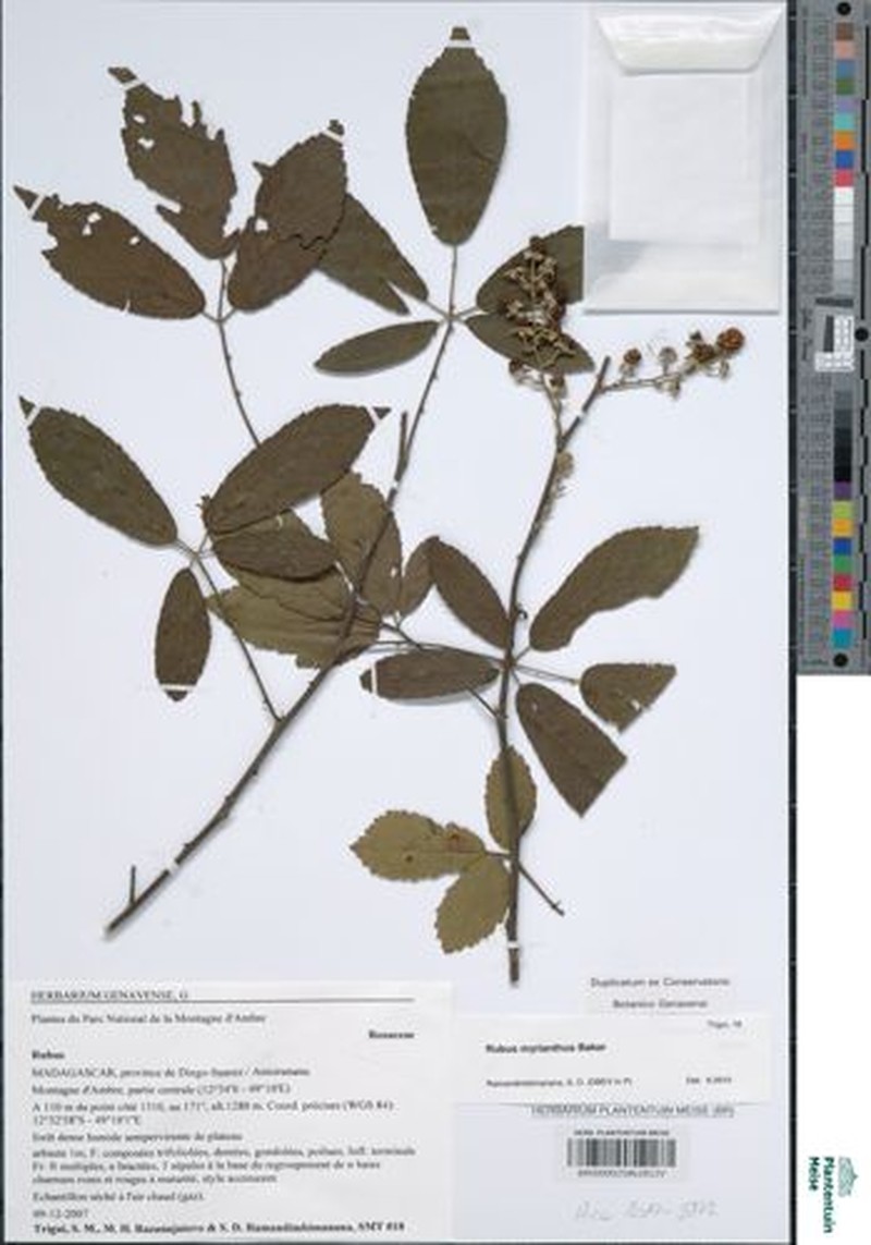 Rubus malagassus photo 7