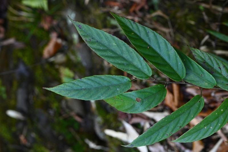 Rubus malifolius photo 2