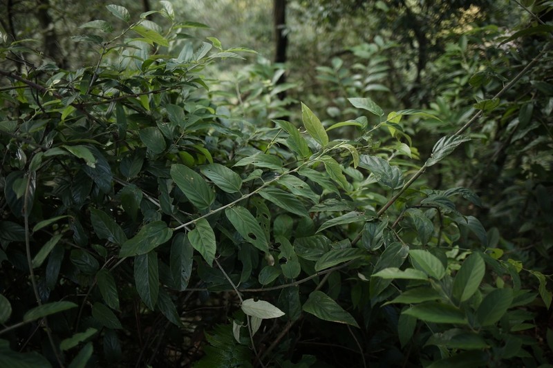 Rubus malifolius photo 3