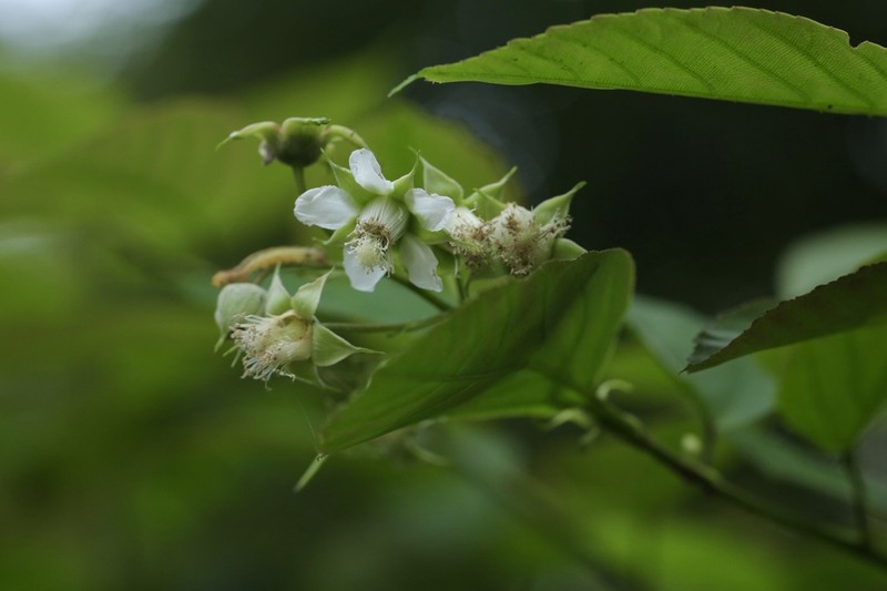 Rubus malifolius photo 4