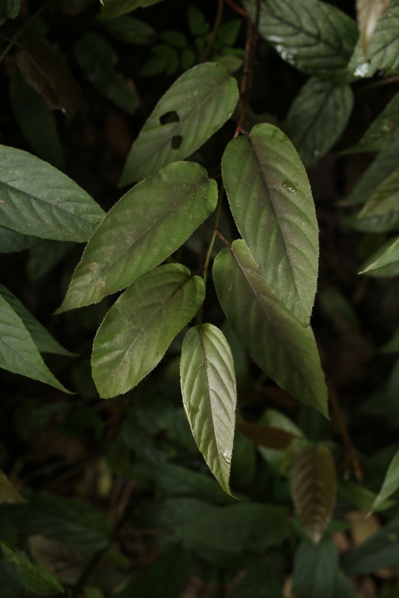Rubus malifolius photo 5
