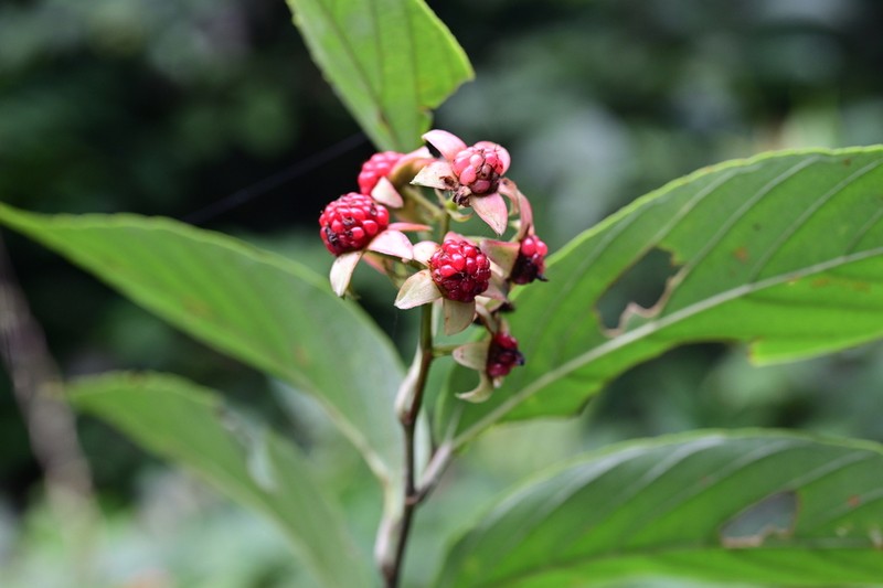 Rubus malifolius photo 6