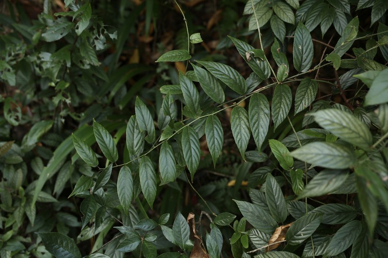 Rubus malifolius photo 7