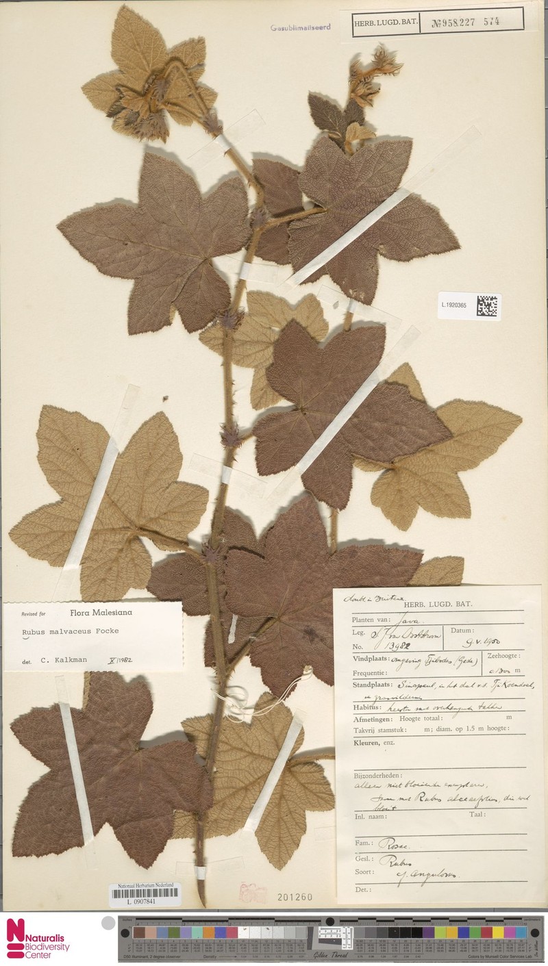 Rubus malvaceus