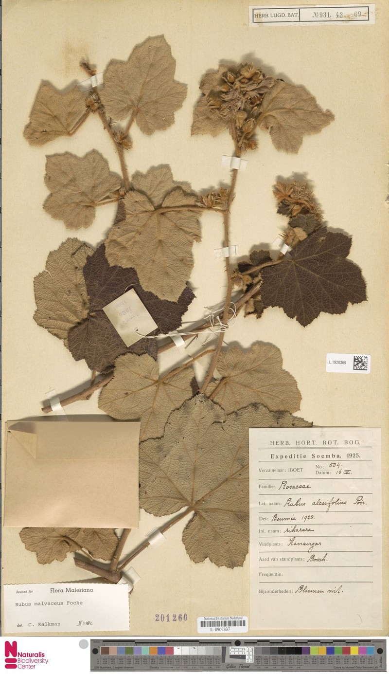 Rubus malvaceus photo 2