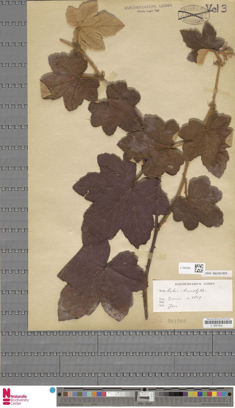 Rubus malvaceus photo 3