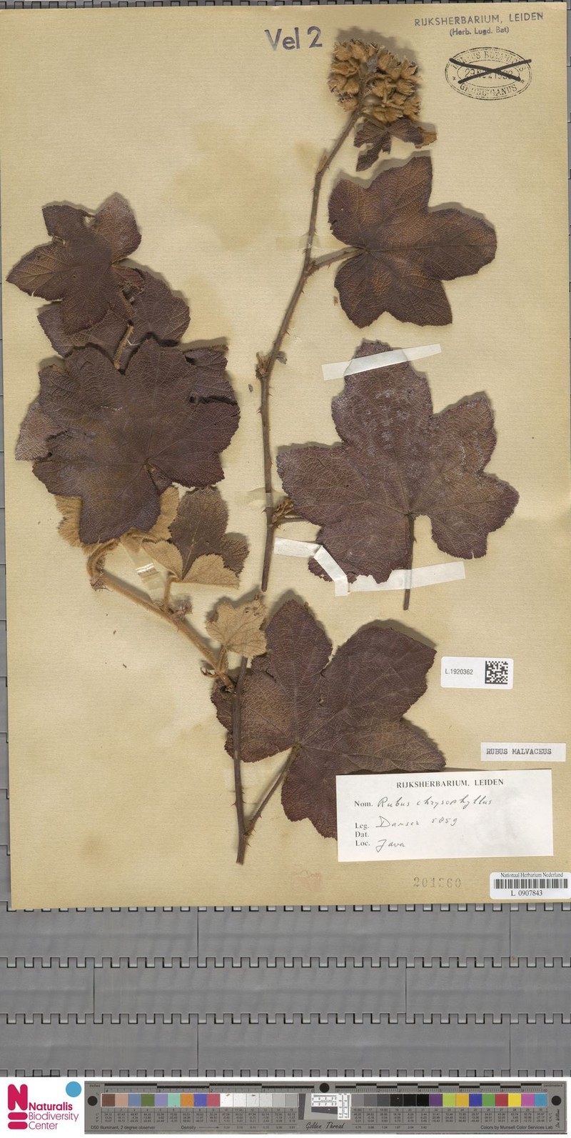 Rubus malvaceus photo 4