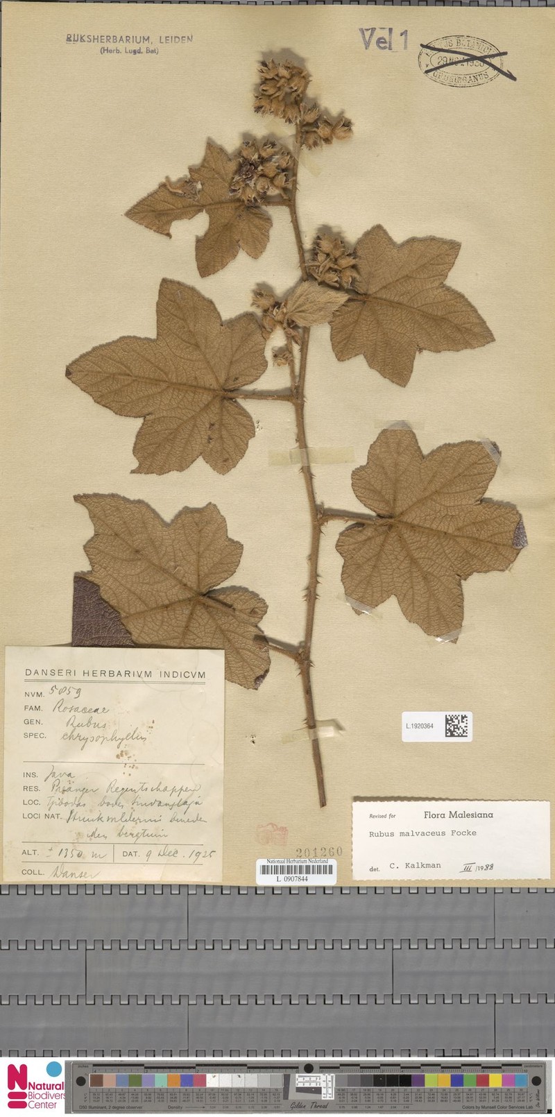 Rubus malvaceus photo 5