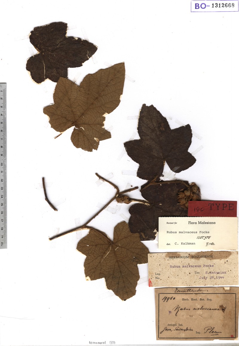 Rubus malvaceus photo 6