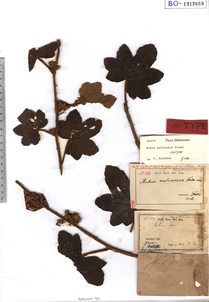 Rubus malvaceus photo 7