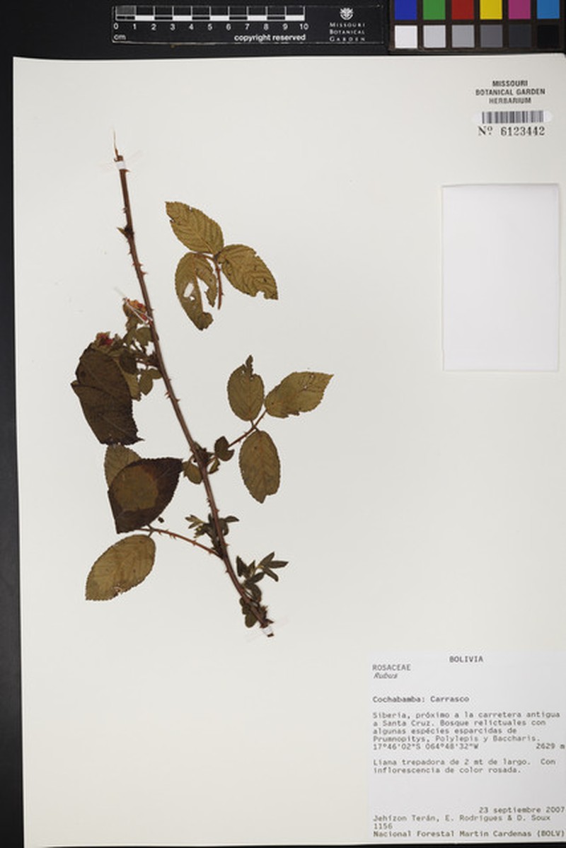 Rubus mandonii