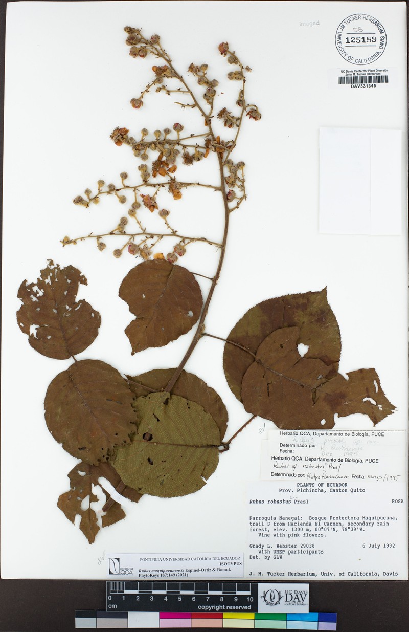 Rubus maquipucunensis
