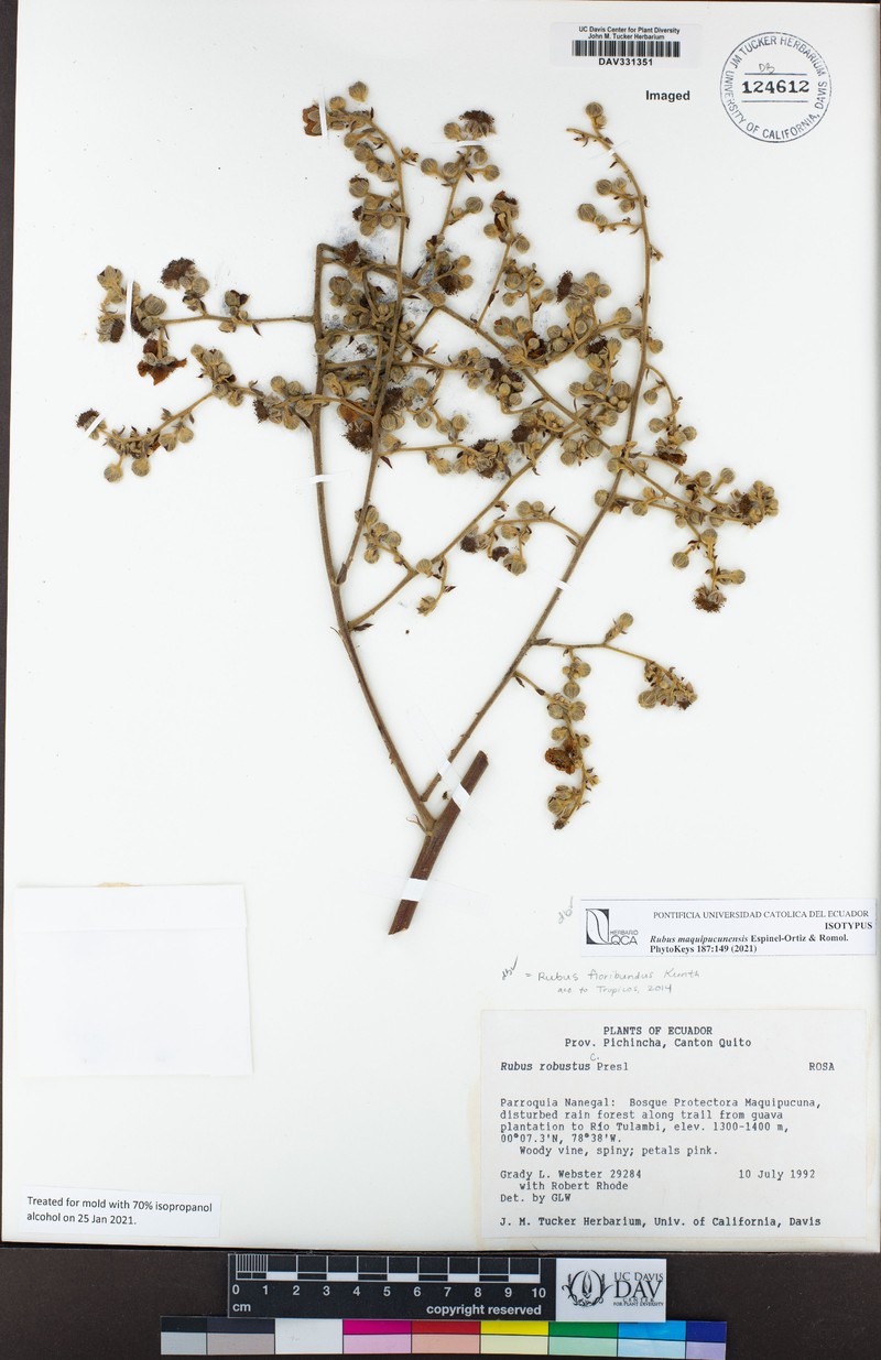 Rubus maquipucunensis photo 2