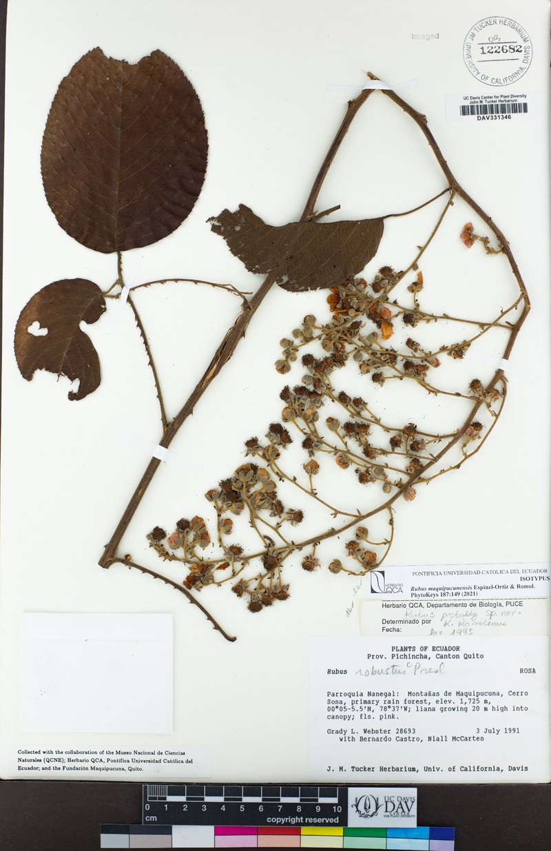 Rubus maquipucunensis photo 3