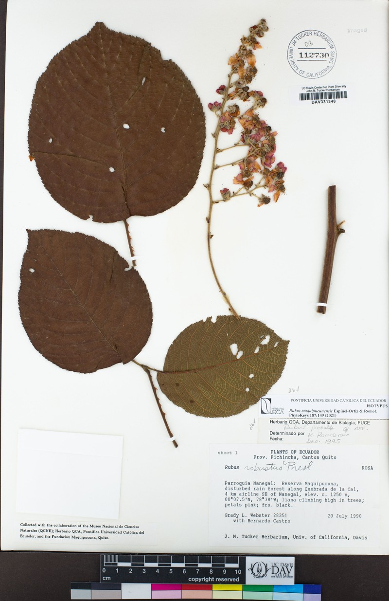 Rubus maquipucunensis photo 4