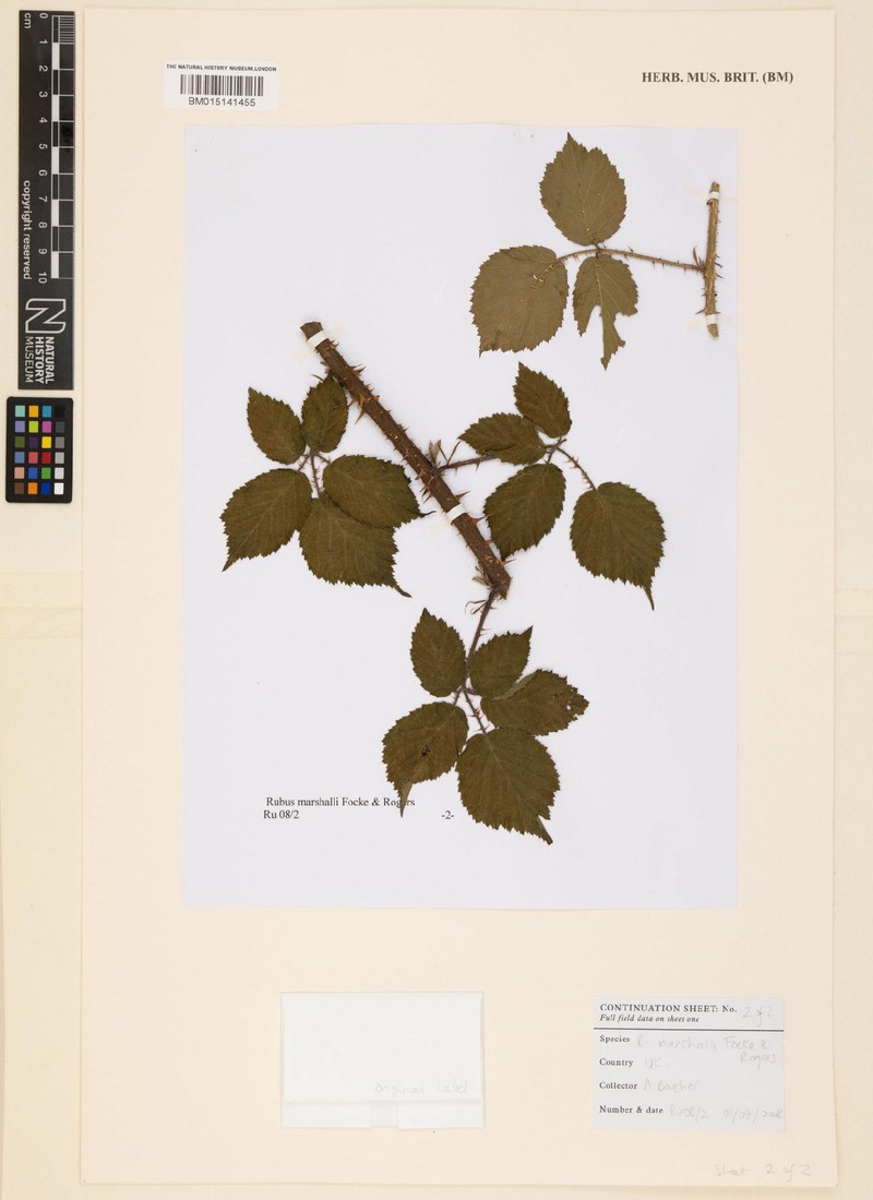 Rubus marshallii
