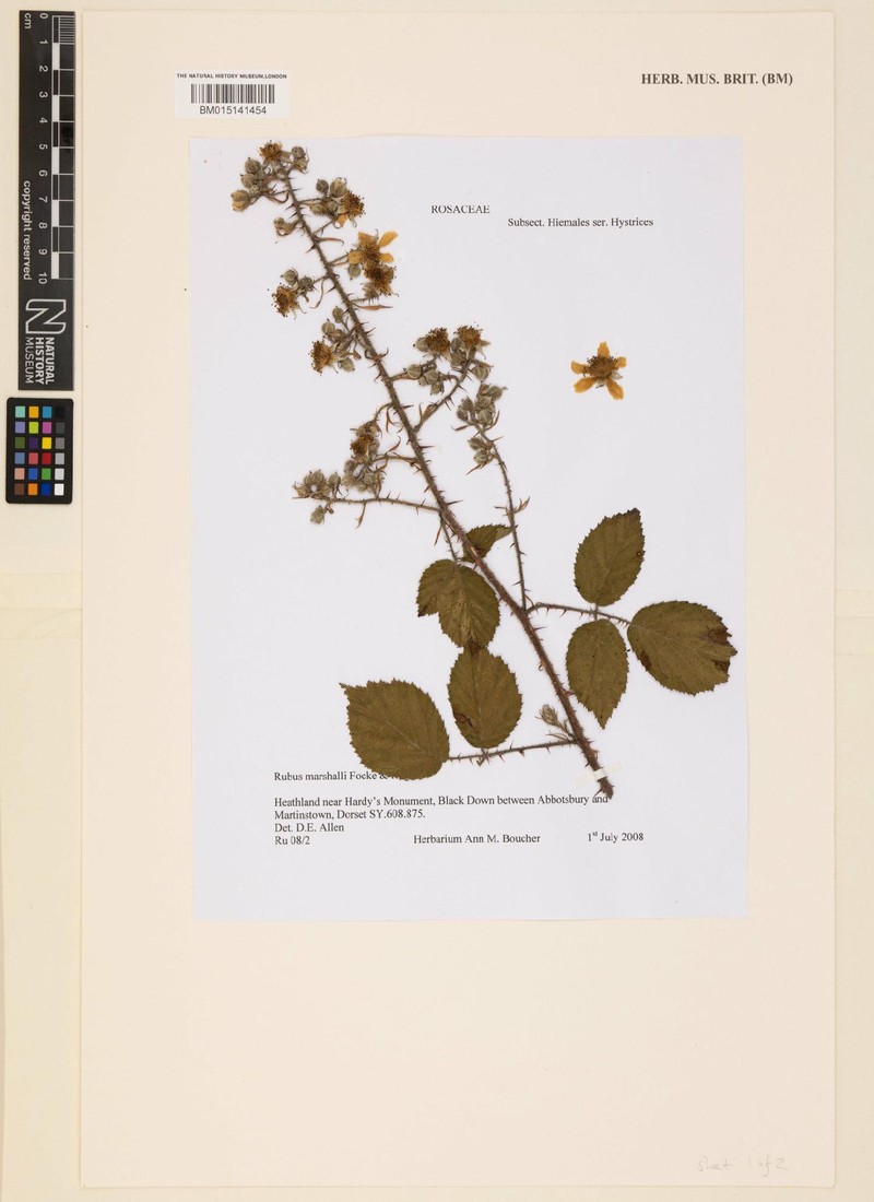 Rubus marshallii photo 2