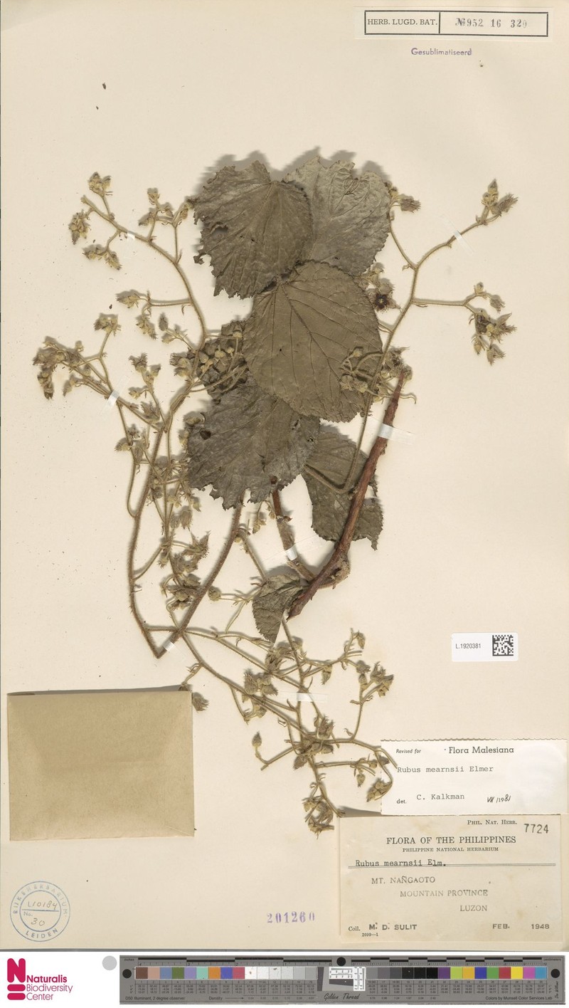 Rubus mearnsii