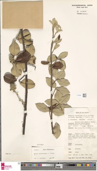 Rubus megacarpus
