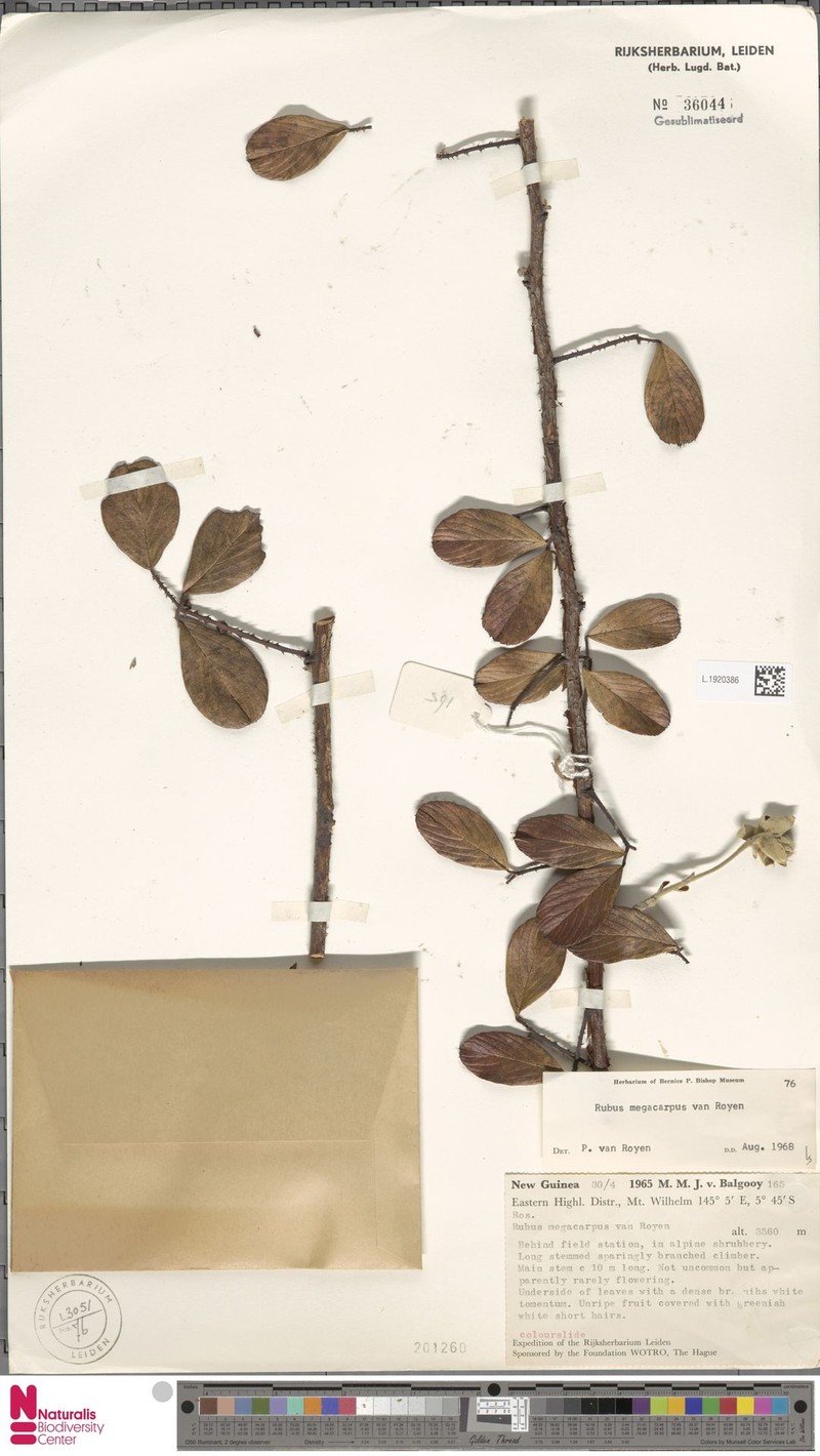 Rubus megacarpus photo 2