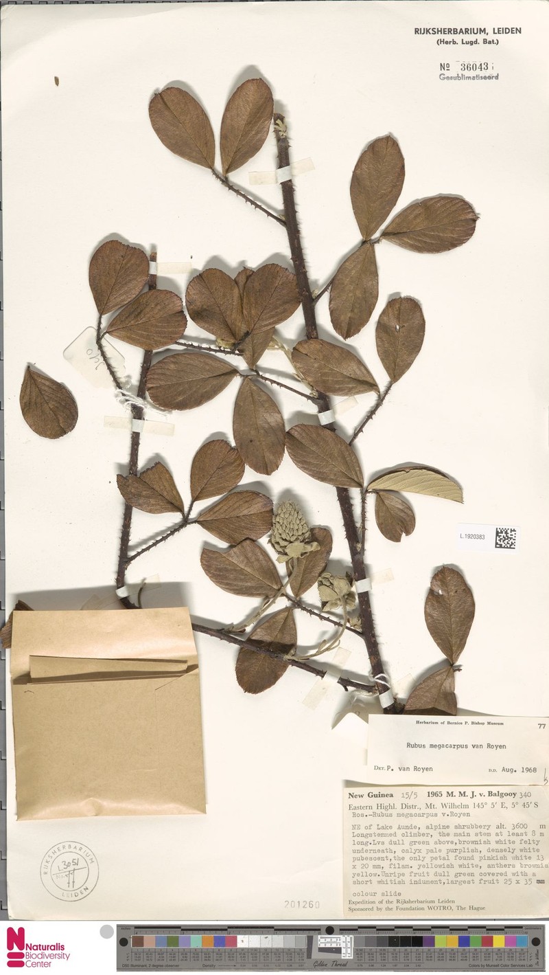 Rubus megacarpus photo 3