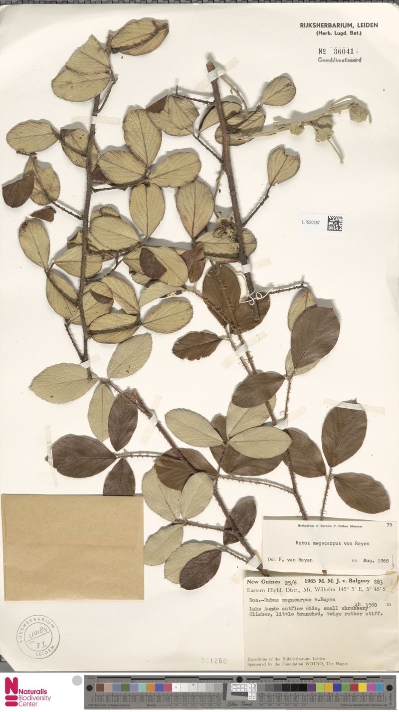 Rubus megacarpus photo 4