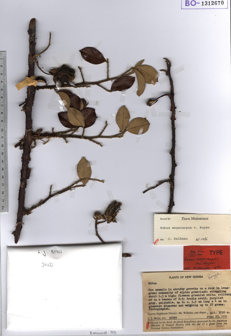 Rubus megacarpus photo 6