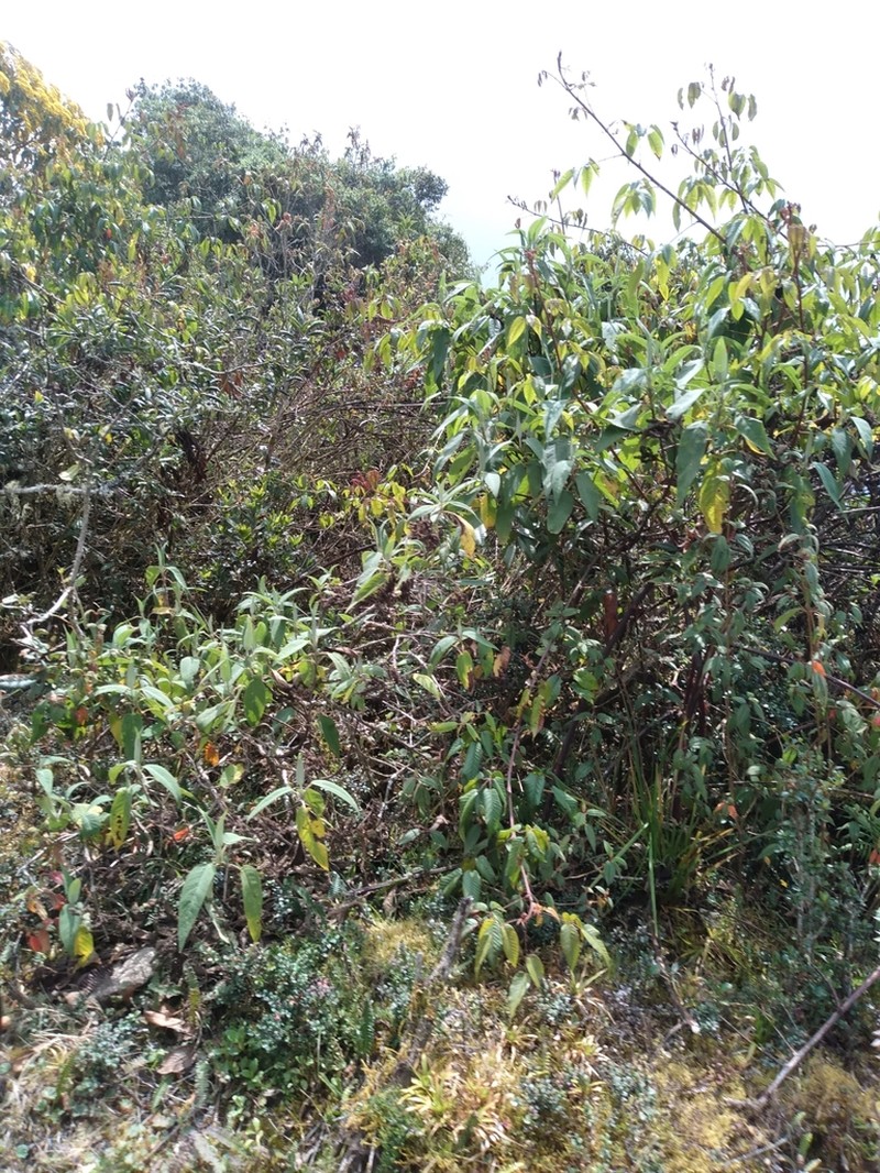 Rubus megalococcus
