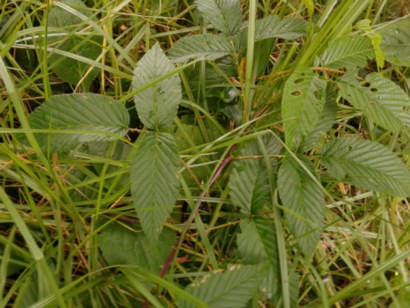 Rubus megalococcus photo 2