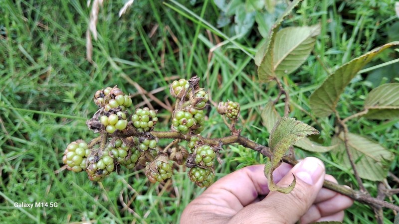 Rubus megalococcus photo 3
