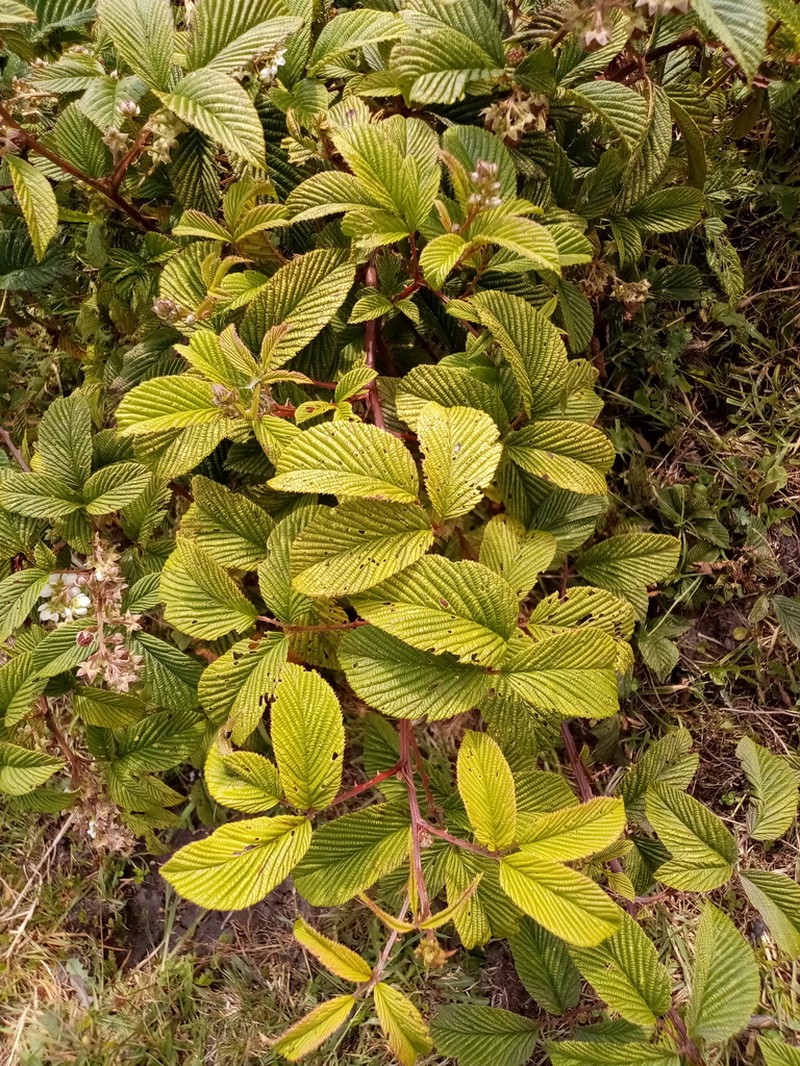Rubus megalococcus photo 4