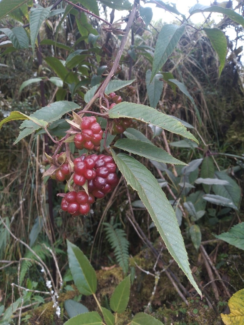 Rubus megalococcus photo 5