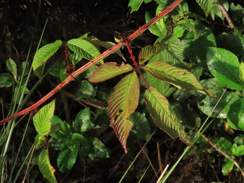 Rubus megalococcus photo 6