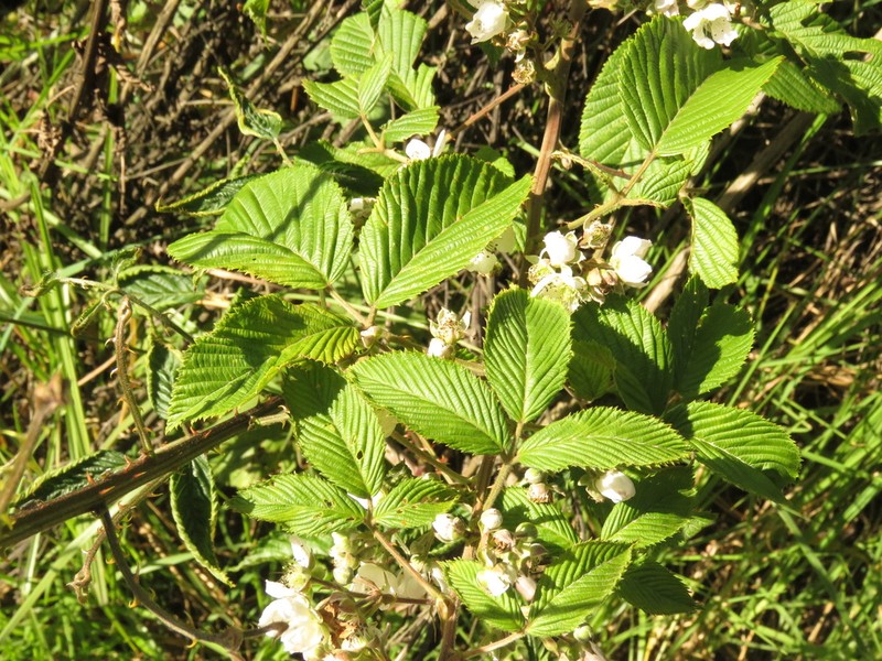 Rubus megalococcus photo 7