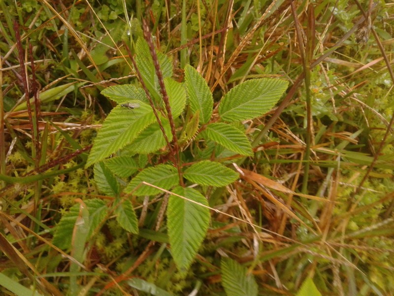 Rubus megalococcus photo 8