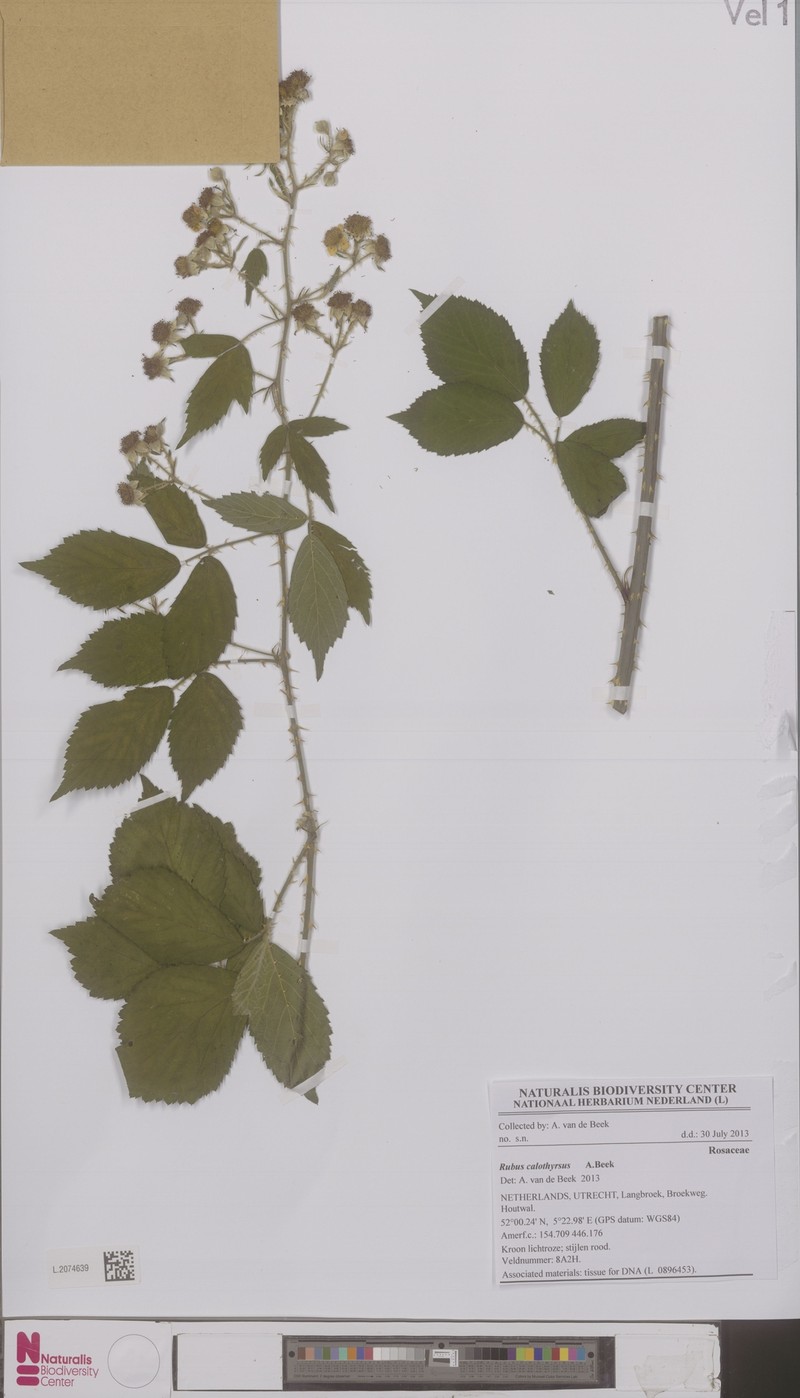 Rubus megistothyrsos