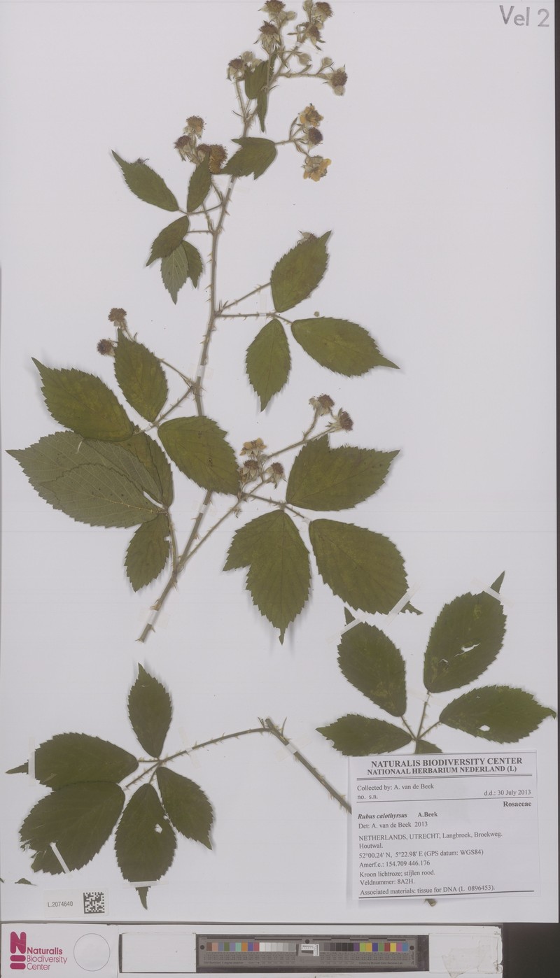 Rubus megistothyrsos photo 2
