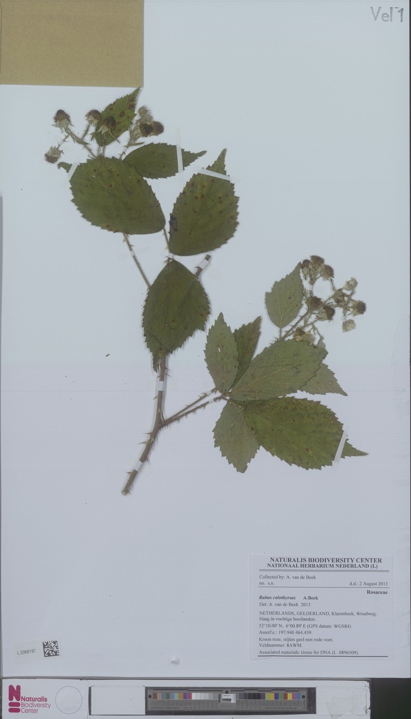 Rubus megistothyrsos photo 3