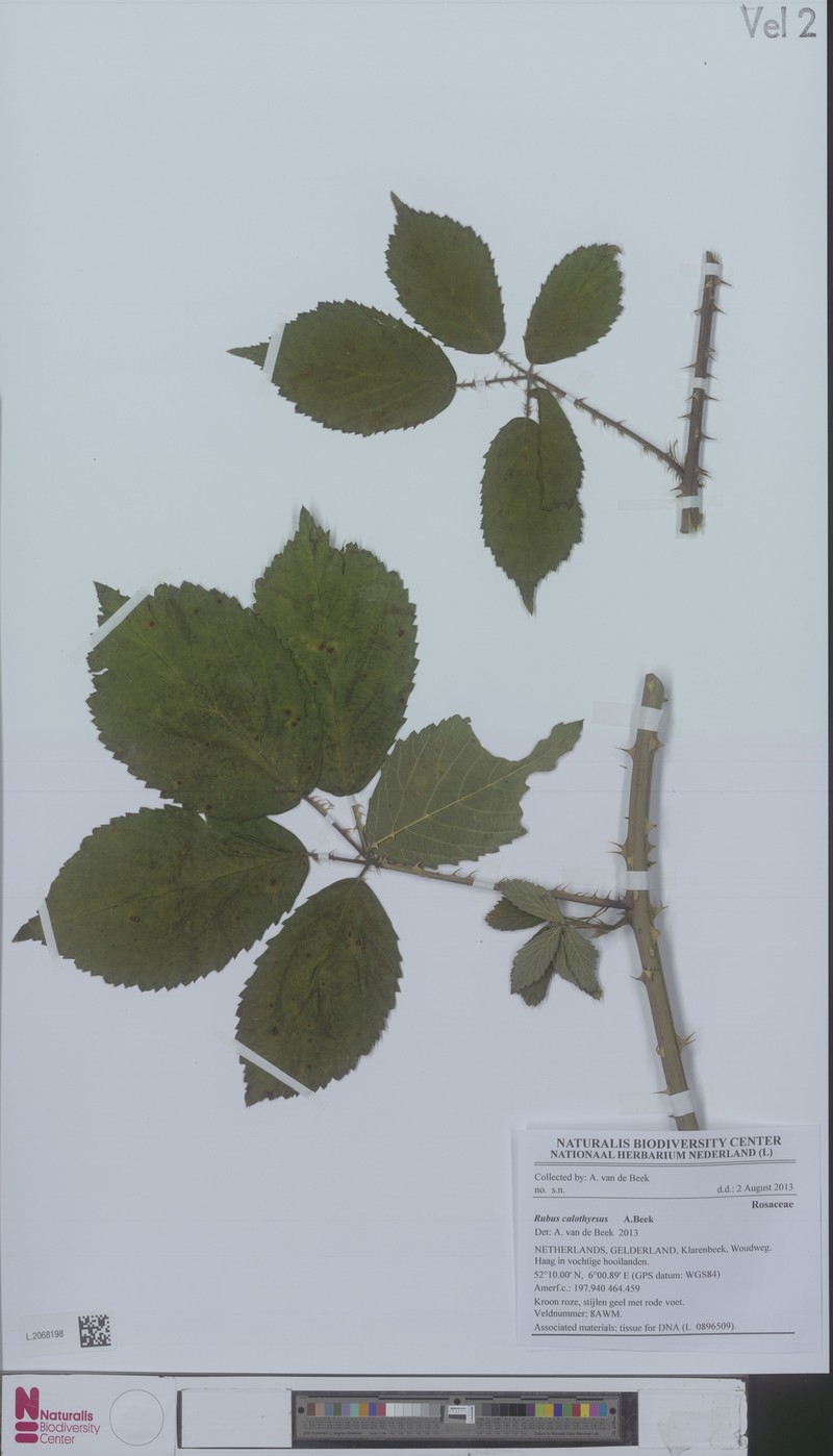 Rubus megistothyrsos photo 4
