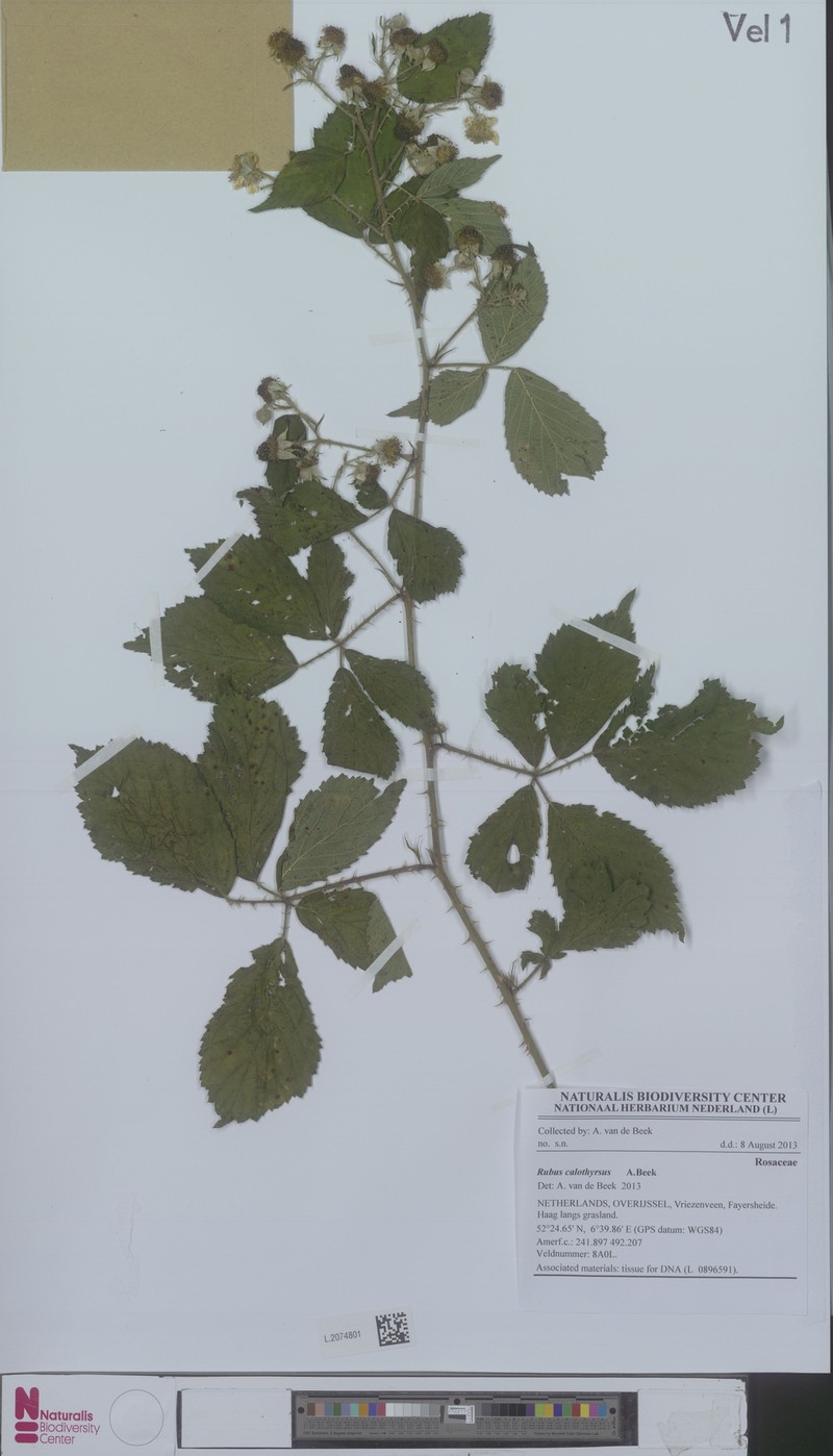 Rubus megistothyrsos photo 5